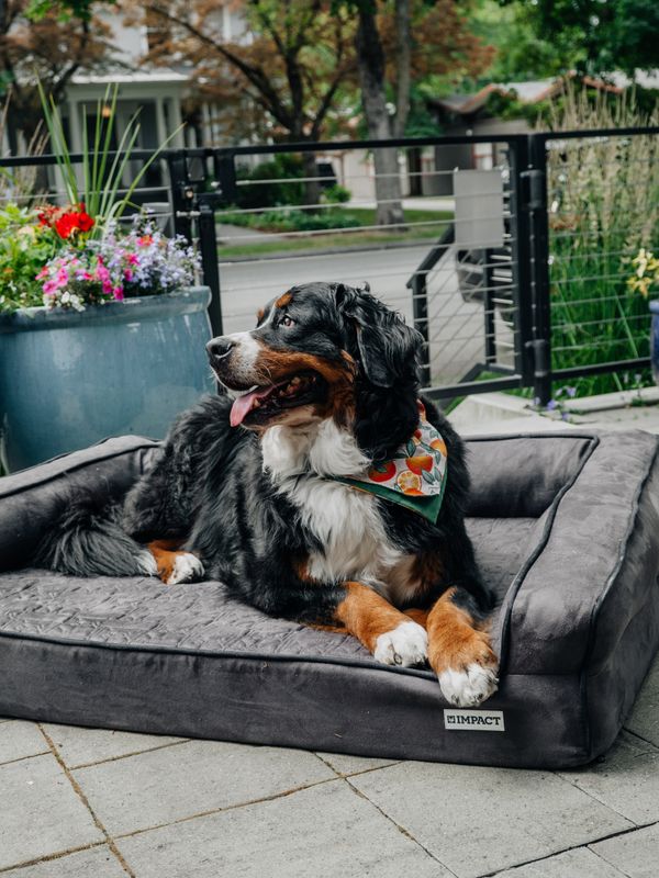 Furhaven Orthopedic Dog Bed for Large Dogs